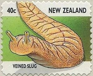 Colnect-2247-694-Leaf-veined-Slug-Athoracophorus-bitentaculatus.jpg