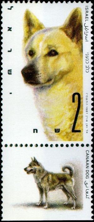 Colnect-797-028-Canaan-Dog-Canis-lupus-familiaris.jpg