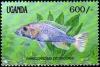 Colnect-1412-881-Cichlid-Haplochromis-dichrourus.jpg