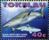 Colnect-1743-349-Blacktip-Reef-Shark-Carcharhinus-melanopterus.jpg