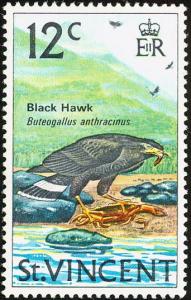 Colnect-1755-548-Common-Black-Hawk%C2%A0Buteogallus-anthracinus.jpg