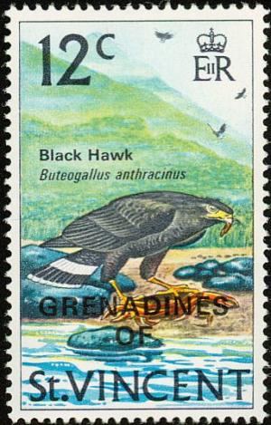 Colnect-1753-948-Common-Black-Hawk-Buteogallus-anthracinus.jpg