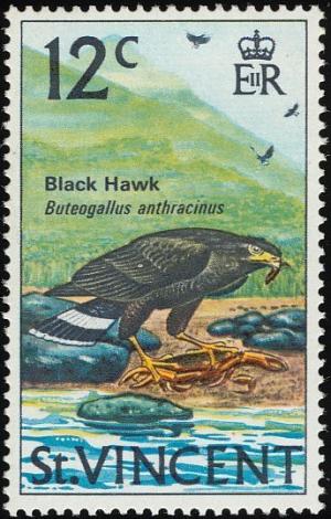 Colnect-1754-351-Common-Black-Hawk-Buteogallus-anthracinus.jpg