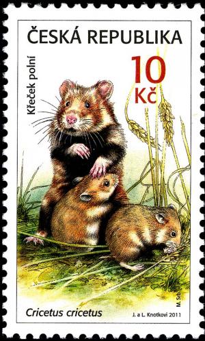 Colnect-3776-189-European-Hamster-Cricetus-cricetus.jpg