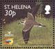 Colnect-1661-863-St-Helena-Plover-Charadrius-sanctaehelenae-in-flight.jpg