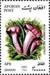 Colnect-2224-359-Pink-Fairhead-Calocybe-persicolor.jpg