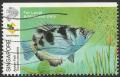 Colnect-4336-222-Banded-Archerfish-Toxates-jaculator.jpg