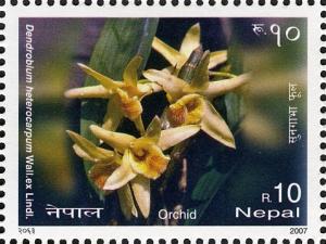 Colnect-551-387-Dendrobium-heterocarpum-Wall-ex-Lindl.jpg