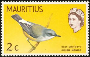 Colnect-734-473-Mauritius-Grey-White-eye-Zosterops-mauritianus.jpg