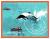 Colnect-6332-089-Commerson-s-Dolphin-Cephalorhynchus-commersonii.jpg