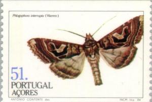 Colnect-186-044-Moth-Phlogophora-interrupta.jpg