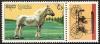 Colnect-1007-183-Bolounais-Horse-Equus-ferus-caballus.jpg