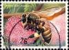 Colnect-2341-666-Giant-Honeybee-Apis-dorsata.jpg