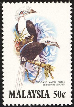 Colnect-1525-360-White-crowned-Hornbill-Berenicornis-comatus.jpg