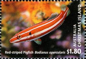 Colnect-2747-313-Red-striped-Hogfish-Bodianus-opercularis.jpg