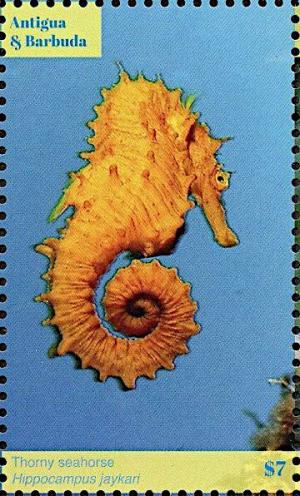 Colnect-6446-216-Thorny-Seahorse-Hippocampus-jaycari.jpg