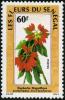 Colnect-897-918-Euphorbia-pulcherrima.jpg