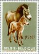 Colnect-184-486-Przewalski--s-Horse-Equus-ferus-przewalskii.jpg