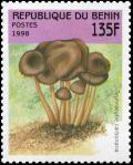 Colnect-3603-995-Tephrocybe-carbonaria.jpg