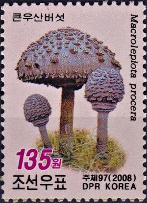 Colnect-5559-794-Parasol-mushroom-Macrolepiota-procera.jpg