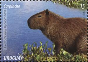 Colnect-3047-162-Capybara-Hydrochoerus-hydrochaeris.jpg