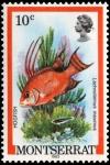 Colnect-2757-349-Hogfish-Lachnolaimus-maximus.jpg