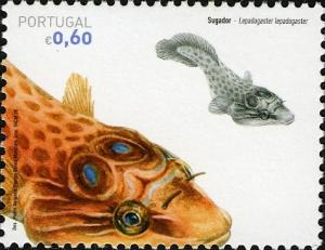 Colnect-575-156-Shore-Clingfish-Lepadogaster-lepadogaster-.jpg