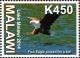 Colnect-2206-238-African-Fish-Eagle-Haliaeetus-vocifer.jpg