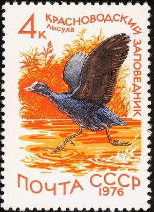 Colnect-729-148-Eurasian-Coot-Fulica-atra.jpg