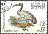 Colnect-844-440-African-Sacred-Ibis-Threskiornis-aethiopicus.jpg