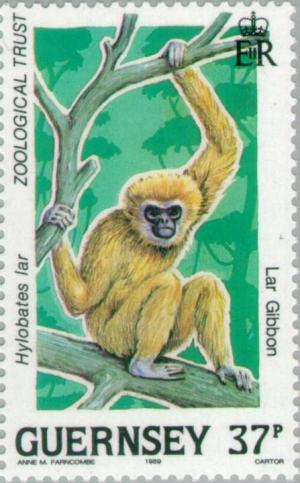 Colnect-126-081-Lar-Gibbon-Hylobates-lar.jpg