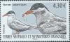 Colnect-2953-326-Antarctic-Tern-Sterna-vittata-.jpg