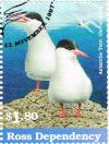 Colnect-3274-151-Antarctic-Tern-Sterna-vittata-.jpg