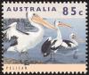 Colnect-604-120-Australian-Pelican-Pelecanus-conspicillatus.jpg