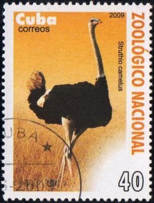 Colnect-1770-644-Ostrich-Struthio-camelus.jpg