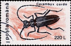 Colnect-3578-778-Greater-Capricorn-Beetle-Cerambyx-cerdo.jpg