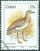 Colnect-1265-924-Spotted-Thick-knee-Burhinus-capensis.jpg