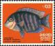 Colnect-4035-161-Pearlspot-Cichlid-Etroplus-suratensis.jpg