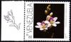 Colnect-2995-853-Epidendrum-Fimbiatum.jpg