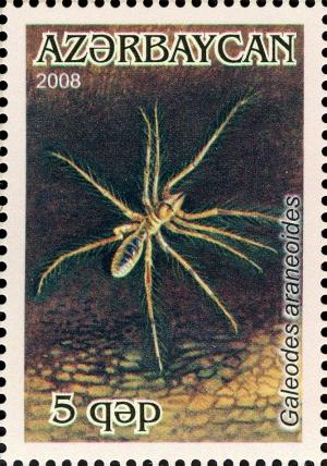 Colnect-1603-639-Camel-Spider-Galeodes-araneoides.jpg