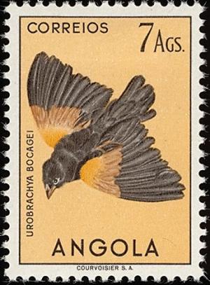 Colnect-1762-547-Fan-tailed-Widowbird-Euplectes-axillaris.jpg