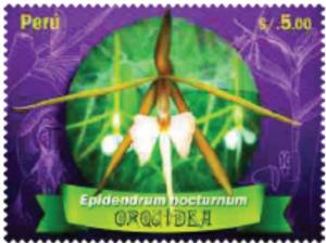 Colnect-4631-095-Epidendrum-nocturnum.jpg