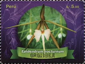 Colnect-5976-749-Epidendrum-nocturnum.jpg