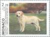 Colnect-149-547-Labrador-Retriever-Canis-lupus-familiaris.jpg