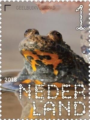 Colnect-4587-482-Yellow-bellied-toad-Bombina-variegata.jpg