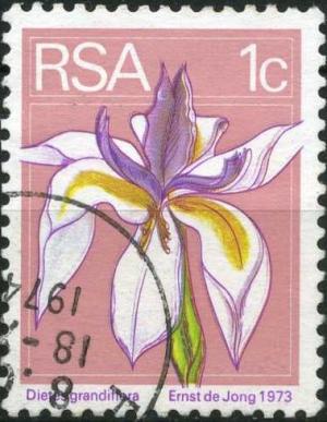 Large-white-iris-Dietes-grandiflora.jpg
