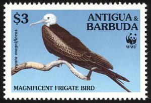 Colnect-1767-794-Magnificent-Frigatebird-Fregata-magnificens.jpg
