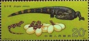 Colnect-487-282-Chinese-Alligator-Alligator-sinensis.jpg