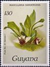Colnect-4146-048-Maxillaria-sanderiana.jpg