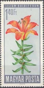 Colnect-508-141-Fire-Lily-Lilium-bulbiferum.jpg